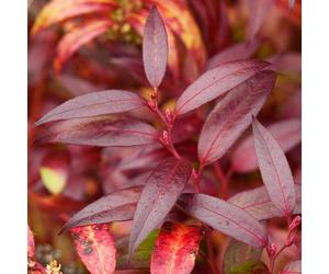 Leucothoe Keiskei 'Royal Ruby' Dog Hobble Evergreen Garden Plant | 9Cm Pot