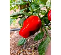 Leutschauer Paprika Chilli Seeds - 10 Fresh Seeds