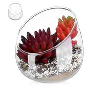 Levemolo Glass Planter Vase 4.72 Inch Round Indoor Pot for Succulents and Moss Small Garden Decoration