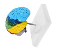 Levemolo Right-half Human Brain Model with Clearly Labeled Functional Areas 1:1 Scale Pvc Anatomical Teaching Tool Easy to Clean for Education and Study Display