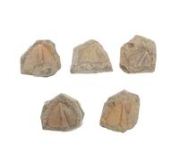 Levemolo Trilobite to Develop Creativity for Students and Enrich Knowledge 5pcs Mineral Specimens Natural Material Random Shape for Educational Purposes and Party Decorations