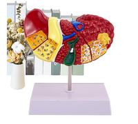 Lever Teaching Model, Human Anatomy Texture Liver Pathology Model Liver Teaching Pathology Model, Versatile and Liver Model for Hospital Scientific Research