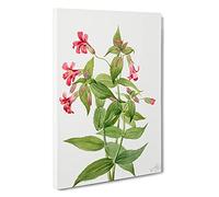 Lewis Monkey Flower By Mary Vaux Walcott Canvas Print for Living Room Bedroom Home Office Décor, Wall Art Picture Ready to Hang, 30 x 20 Inch (76 x 50 cm)