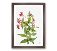 Lewis Monkey Flower by Mary Vaux Walcott Framed Print | A2 Walnut Framed Wall Art | Ready to Hang | Modern Floral Picture | Living Room Bedroom Lounge Office