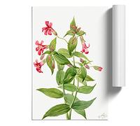 Lewis Monkey Flower By Mary Vaux Walcott | Unframed Wall Art Print | Ready to Frame Poster | Modern Home Decor Picture | Artwork for Living Room, Bedroom, Kitchen or Office | A4 (21 Ã- 29.7 cm)