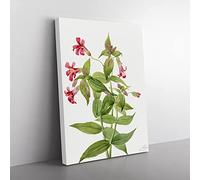 Lewis Monkey Flower Flowers By Mary Vaux Walcott Vintage Canvas Wall Art Print Ready to Hang, Framed Picture for Living Room Bedroom Home Office Décor, 50x35 cm (20x14 Inch)