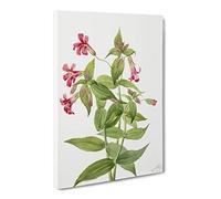 Lewis Monkey Flower Flowers By Mary Vaux Walcott Vintage Canvas Wall Art Print Ready to Hang, Framed Picture for Living Room Bedroom Home Office Décor, 30x20 Inch (76x50 cm)
