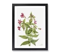 Lewis Monkey Flower Flowers By Mary Vaux Walcott Vintage Framed Wall Art Print, Ready to Hang Picture for Living Room Bedroom Home Office Décor, Black A3 (34 x 46 cm)