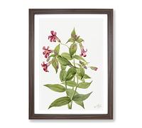Lewis Monkey Flower Flowers By Mary Vaux Walcott Vintage Framed Wall Art Print, Ready to Hang Picture for Living Room Bedroom Home Office Décor, Walnut A3 (34 x 46 cm)