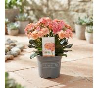 Lewisia 'mountain Dreams' - 13Cm Pot