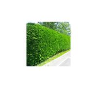 Leylandii Green (9cm, 100 Plants)
