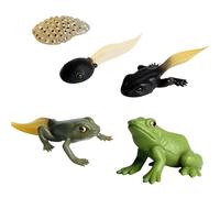 Lezevn 5Pcs Animal Life Cycle Figures of Frog Growth Cycle Figurine Plastic Frog for Bonsai Pot Micro Landscape Decor Educational Toy