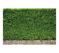 LFEEY 10x8ft Vinyl Nature Green Leaves Photography Background Seamless Green Ivy Plant Flowers Wall Wedding Photo Backdrops Newborn Baby Girls Adult Portrait Wallpaper Party Events Decor Studio Props