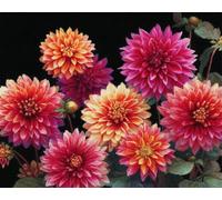 LFYNIORS DIY Bead Cross Stitch Kits Fantasy Dahlia Needlepoint Kit Beaded Cross Stitch Set with Colorful Embroidery Thread and Beads 40x50cm