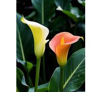 LFYNIORS DIY Bead Embroidery Kits Colorful Calla Lily 11Ct Bead Embroidery Kits Beaded Stamped Cross Stitch Kit with 2Mm Beads for Adults Beginners 40x50cm