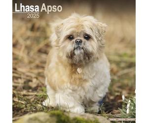 Lhasa Apso 2025 Square Wall Calendar | Dog Breed Calendar