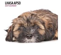 Lhasa Apso 2027 Modern Calendar