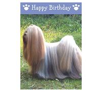Lhasa Apso, Dog Birthday Card