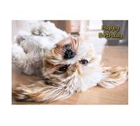 Lhasa Apso Dog Birthday Greeting Card