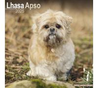 Lhasa Apso Calendar 2025 Square Dog Breed Wall Calendar - 16 Month 978180460365