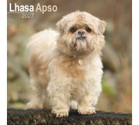 Lhasa Apso Wall