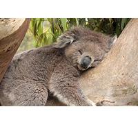 LHJOY Friends 1000 Piece Jigsaw Bear Koala 75x50cm