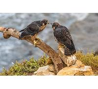 LHJOY Kids Jigsaw 1000 Piece Bird Falcon Peregrine 75x50cm