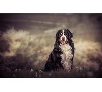 LHJOY puzzle christmas jigsaw puzzle 1000 piece Bernese Mountain Dog