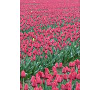 Libreta campo de tulipanes: Cuaderno con líneas y diseño primaveral (Libretas de flores)