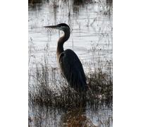 Libreta garza azulada y aves acuáticas: uaderno con líneas para diario personal, notas creativas, journaling y regalo para amantes de la naturaleza (Libretas de animales)