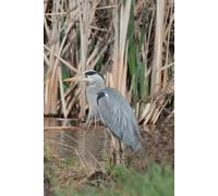 Libreta garza real y aves de humedal: Cuaderno con líneas para diario personal, notas creativas, journaling y regalo para amantes de la naturaleza (Libretas de animales)