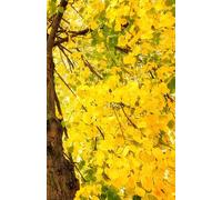 LIBRETA YELLOW TREE | Libreta de notas de puntos A5 | Tapa blanda | Cuaderno notas | Notebook hojas de puntos | 80 páginas | 80 pages (LIBRETAS NICE MEMORIES)