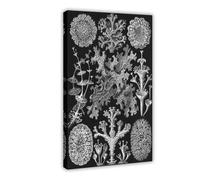 Lichen by Ernst Haeckel Vintage Poster Education Knowledge Black And White German Vintage Art Sea Life Chart Ocean Botanical Poster Print for Teen Boys Room Wall Art Canvas Painting 12"L X 18"W