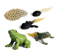 LICHENGTAI Plastic Animal Figures, Simulation Animal Growth Cycle Toy, Interesting Animal Life Cycle Toy Set Early Education Statue Learning Educational Toy for Kids Children, Frog
