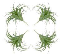 Licsaliwe Realistic Artificial Air Plants, 4PCS PE Succulents for Low Maintenance Flower Arrangement/6x5 Inch