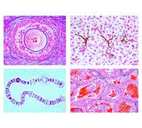 LIEDER Biology Microscopy Micropräparates Series Flowering plants (Magnoliopsida): Fruit and Seeds
