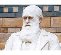 Life Cast in Ancient Stone