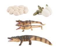 Life Cycle Animals Crocodile