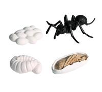 Life Cycle Figurines - PP Luna Moth Butterfly Turtle Ant Frog Set, Realistic Detailed Animal Growth Cycle Models, Hand Painted Odorless | Cognitive Toy For Kids Concentration Imagination Creativity
