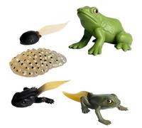 Life Cycle Figurines - Realistic Animal Educational Models Moth Butterfly Turtle Ant Frog Learning Kit | Cognitive Development Science Toy Set For Kids Biology Nature Study Play