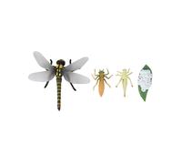 Life Cycle of A Dragonfly Insects Life Cycles Growth Model Children Animal Growth Cycle Science Educational Toys