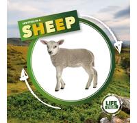 Life Cycle of a Sheep