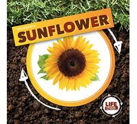 Life Cycle of a Sunflower