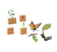 Life Cycle Sets Figurine Toys Butterfly and Bean Plants Science for Children