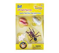 Life Cycle Stages Ant | Egg, larva, pupa and adult ant figurines, durable, minibeast STEM learning, classroom resource