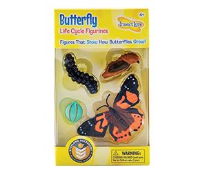 Life Cycle Stages Butterfly