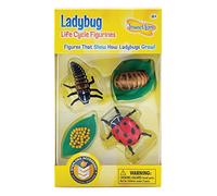 Life Cycle Stages Ladybug