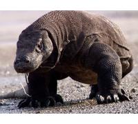 Life - E02 - Reptiles and Amphibians