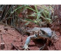 Life - E03 - Mammals