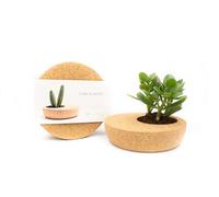 Life in a bag Cork Planter for Bonsai, Cactus and Succulents - Elegant Indoor Planter for Decoration - Designed for Sophisticated and Modern Environments